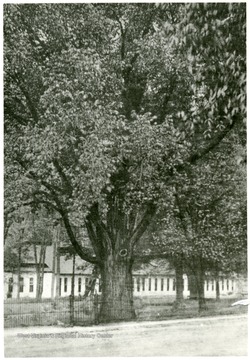 Elm tree planted by George Washington in Berkeley Springs, W. Va.