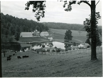 Typescript on the back of photograph: 'Photo Number: WV-514-5; Location: Tygart Valley SCD - Taylor County; Pond on Dr. Haislip's farm near Grafton, W. Va.  Good pastures, hay and beef cattle combine with adequate water supply to give a picture of prosperity.'