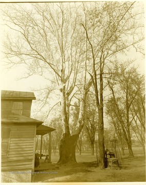 View of building with large tree and small fenced in area on Blennerhassett Island.