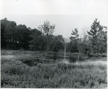 View of trees and small pond at Canaan Valley.