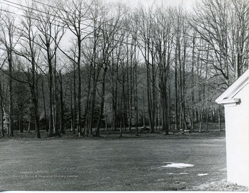 View of trees at Camp Dawson.