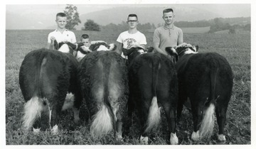Left to right: Ludwik Bernatowicz, Patrick Bernatowicz, Bill Stone, and John Bernatowicz. The three Bernatowicz boys are brothers and all four boys were members of the Junior Stockmen 4-H Club.