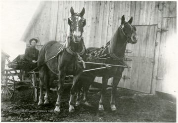 'Dave Snyder (Snider) with his team and buggy.  This picture was taken at his father's farm in Grant District, Monongalia County.  This is in the area of Laurel Point- Little Indian Creek off the old Morgantown-Fairmont Pike.'