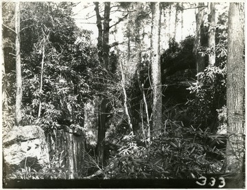 Picture taken in a forested area.  Back of the photograph says: Rufus A. West, 170 Spruce Street, Morgantown, W. Va.