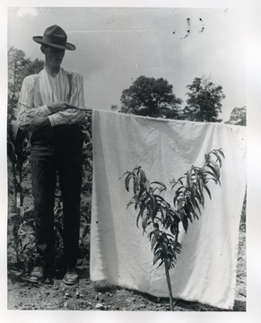 Man is holding a cloth behind a young tree to separate it from other trees in a garden.