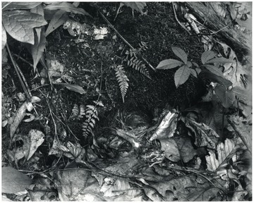 A nest of black and white warbler in the middle surrounded with moss and leaves.