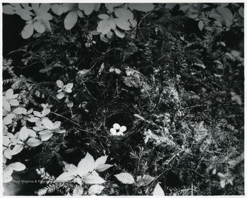 A nest of Snowbird in the middle with four eggs.