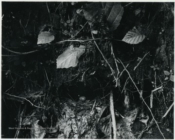 A nest of Louisiana Water Thrush, a speckled egg is visible.