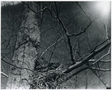 A Crow's nest in a tree crowded with grown youngs.