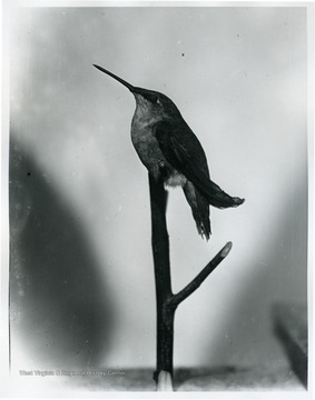 A female Hummingbird on top of a branch.