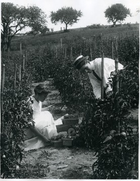 Two students, a male and a female, pick and weigh tomatoes. 