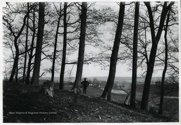 A view through the trees of Rock Oaks Woodland farm.