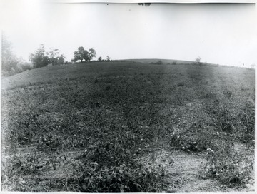 A Field of tomato plants.