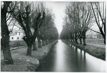 A canal in Ithaca, New York with rows of willow trees planted on sides.