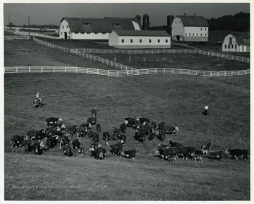 A few farm workers on a field with cattle; 'Fine herds and flocks of University animals are kept at the farm, where they are used in teaching animal science to students in the College of Agriculture, Forestry and Home Economics.  They are also used in the many research projects with beef, swine and sheep raising.'