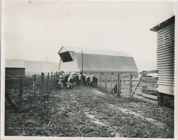 'Side view of new feeding barn constructed by Abner Stout this past year. Cattle in the foreground are 4-H Baby Beeves purchased at Jackson's Mill, 1951. Publicity and Advertising Dept. Monongahela Power Company, Fairmont W.Va.'