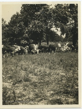 Herd of cows gathered in a field. 