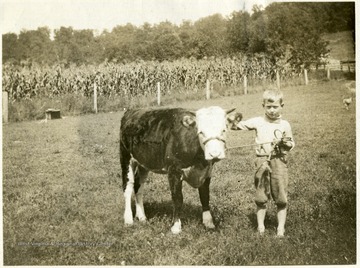 'Guy Ireland of Pullman W. Va.. Guy has his calf well trained to stand and lead.'