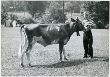 'Tommy Nay, Jane Lew, R-1, and his Grand Champion Guernsey heifer at the State 4-H Dairy Show, held at Jackson's Mill.'  Harrison County 4-H.