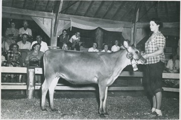 Martha Ann Law and her Grand Champion 4-H Jersey heifer at the State 4-H Dairy Show, held at Jackson's Mill. Harrison County 4-H.