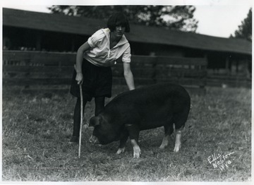 A girl shows her hog at Jackson's Mill.