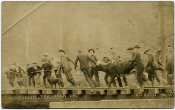 Men and boys pull cattle across railroad tracks.