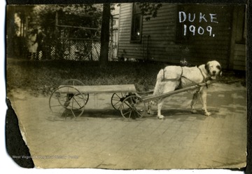 M. Hall's dog, Duke in straps to pull a toy cart.