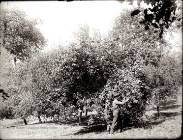 Photographer U. C. Shock picking apples in the orchard on the hillside above his house at Helvetia, W. Va. Some of the old trees are still there. Notice the face of son Herbert peering out of the foliage at his father's left knee.