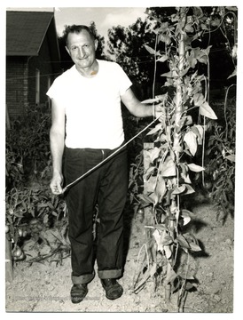 An unidentified man shows beans in the garden.