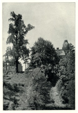 'This view of the campus shows a grand old tulip tree, and the beeches in the rear of  Science Hall.'  This photo is from a booklet, West Virginia University and its Picturesque Surroundings, 1901.'