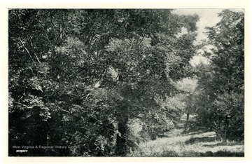 'This is a view in the northwestern part of the campus and shows the fine old beeches near Falling Run.  There is no more beautiful spot on the campus than this.'  This photo is from a booklet, West Virginia University and its Picturesque Surroundings, 1901.