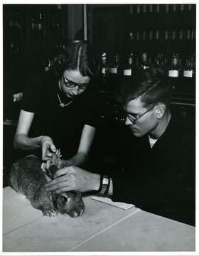Students run experiments on rabbit.