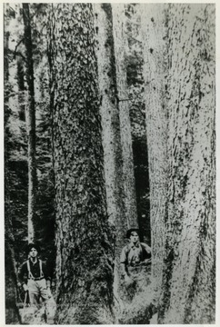 This photograph was published in "Tumult on the Mountain" by Roy Clarkson. The caption included, "Red spruce trees dwarf the lumberjacks who are soon to cut them... on the lands of the West Virginia Pulp and Paper Company."