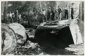 Although this image was published in "Tumult on the Mountain" by Roy Clarkson as Fig. 11 as being located in Lead Mine, West Virginia, recent investigation has revealed that this image was originally taken in California.  The original glass plate negative is located in the Palmquist and Ericson Collections at HSU Library, Humboldt State University, Arcata, California.The caption on the original and in Clarkson's book included, "White oak ... the log on the left is marked '13 ft. diameter, 16 ft from the base, John Vance ...', the log [to the right] is marked '10 ft diameter, 31 ft from the base.'See the article West Virginia’s Big Trees: Setting the Record Straight by Van Gundy and Whetsell in the Journal of Forestry 114(5):582–583http://dx.doi.org/10.5849/jof.15-104.