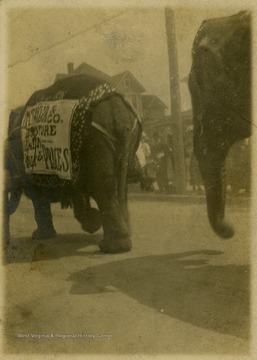 From "Beckley U.S.A." by Harlow Warren. Portrait of elephants walking down a street while onlookers watch from the sidewalk.