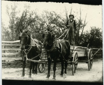 Carrying lumber with horse and wagon.