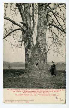 Old Sycamore, 37 1/2 ft. in circumference with hole showing hiding place of Blennerhasset while fleeing Militia. Hole almost closed by growth.