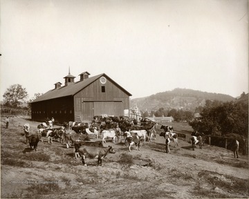 Several cows and men in a barnyard, possibly the diary farm at the Weston Insane Asylum 