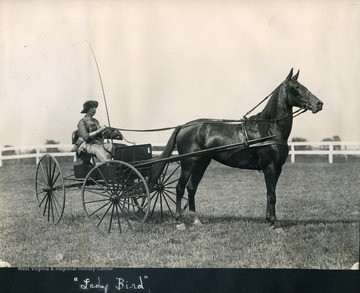 "Lady Bird", owned by Frances D. Packette and driven by Mrs. Hugh Price won "The Blue In The Ladies' Driving Horse Class" at The Charles Town Horse Show.