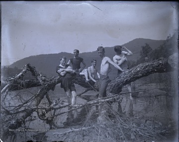 Five unidentified young men pose on the limb of a tree lying in a river. 