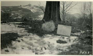 Records show William McDaniel died in 1848, not 1811 as stated in the caption. The sycamore tree in the image sprouted and grew through the grave. The grave was later moved, before the area was flooded by the Tygart Valley Dam Project in 1937. 