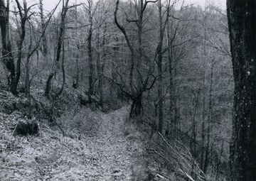 This trail would have seen lots of action during the battle of Blair Mountain due to the large amount of fighting that occured at Crooked Creek Gap.