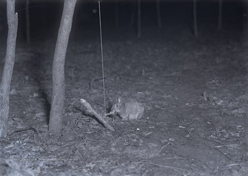 Rabbit nibbling on the end of a trap.