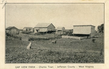 Caption on back of postcard reads: "Going stock farm. Gentleman's home 232.5 acres. Sixty miles from Washington on main highway, adjacent to Virginia's fox hunting country. Fertile farm land in extremely high state of cultivation. 35 acres Alfalfa in its second year. Excellent Blue Grass with electrically operated watering troughs and beautiful grove of oaks to provide shade. Wells (4) over entire farm provide water wherever it is desired. Two farmers' houses. Buildings designed and completed to fill every requirement for operation of stock farm raising pure bred cattle, hogs, sheep, etc." (From postcard collection legacy system.)