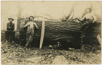 Men pose proudgly by a large fallen tree to which it appears they have sawed themselves. 