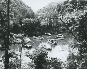 Boats float on the water under the shade of trees.