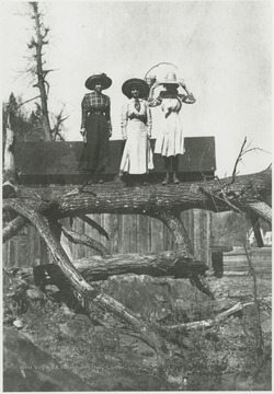 Three hat-clad ladies balance on top of a fallen tree trunk. Subjects unidentified. 