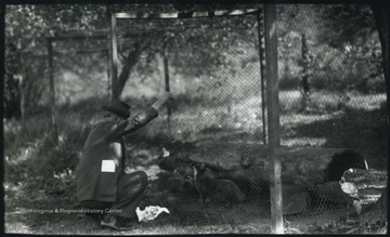 The photographer feeds a fox through a fence at his home located near Hinton, W. Va.