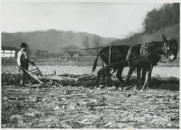 An unidentified man holds a plow upright as a team of mules pulls it.
