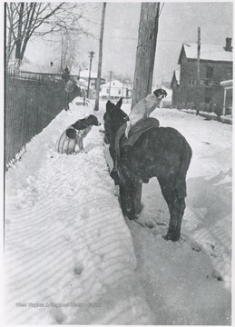 Two dogs and a donkey pictured in the snow covered street. 